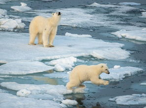 北极熊王在线阅读 图书